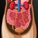 Urinary Tract, Kidney & Bladder